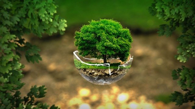 web and ecology, digital pollution, picture of a tree and sphere